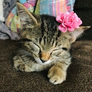 Meet your Posher, Lila